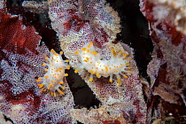 Orange-clubbed sea slug (Limacia clavigera) Isle of Man, July.