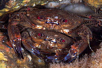 Velvet swimming crabs (Necora puber)  mate guarding - male guarding female prior to mating Isle of Man, July 2015