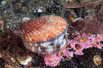 Queen scallop (Aequipecten opercularis) Isle of Man, July.