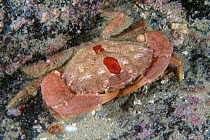 Risso's crab (Xantho pilipes)  Sark, British Channel Islands, September.