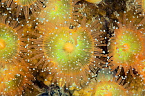 Jewel anemones (Corynactis viridis) Sark, British Channel Islands, July.