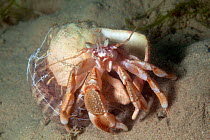 Hermit crab (Pagurus bernhardus), Jersey, British Channel Islands, June.
