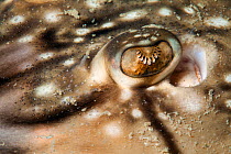 Eye of undulate ray (Raja undulata) Jersey, British Channel Islands, June.