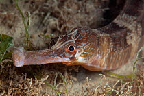 Greater pipefish (Syngnathus acus) Jersey, British Channel Islands, June.