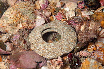 Egg mass of Necklace shell (Euspira catena) Jersey, British Channel Islands, June 2015