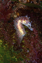 Short snouted seahorse juvenile (Hippocampus hippocampus) Sark, British Channel Islands, August.