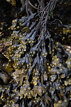 Bladder wrack (Fucus vesiculosus), Herm, British Channel Islands, June.