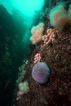 Reef wall with Edible sea urchin (Echinus esculentus) and Dead man's fingers soft coral (Alcyonium digitatum), Isle of Man, July.