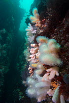 Reef wall with Dead man's fingers soft coral (Alcyonium digitatum), Isle of Man, July.
