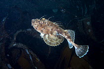 Angler fish (Lophius piscatorius)  Isle of Man, July.