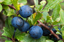 Sloes, blackthorn fruit, (Prunus spinosa), Sark, British Channel Islands, October.