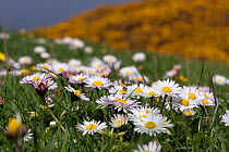 Daisies, (Bellis perennis), Sark, British Channel Islands, April.
