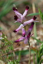 Common fumitory (Fumaria officinalis), Sark, British Channel Islands, April.