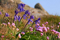 Thrift (Armeria maritima) and Bluebells (Hyacinthoides non-scropta), Sark, British Channel Islands, April.