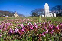 Lousewort (Pedicularis sylvatica) in graveyard, Sark, British Channel Islands, April.