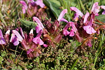 Lousewort (Pedicularis sylvatica) Sark, British Channel Islands, April.