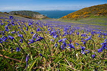 Bluebells (Hyacinthoides non-scripta), Sark, British Channel Islands, May.