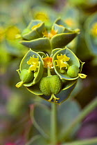 Sea spurge (Euphorbia paralias) Sark, British Channel Islands, May.