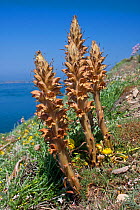 Ivy broomrape (Orobanche hederae), Alderney, British Channel Islands, May.