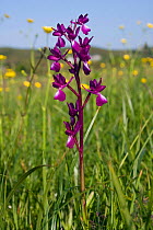 Loose-flowered Orchid (Orchis laxiflora), Jersey, British Channel Islands, May.