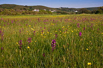 Orchid meadow with Loose-flowered Orchids (Orchis laxiflora), Jersey, British Channel Islands, May.