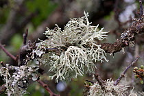 Sea ivory lichen, (Ramalina siliquosa), Sark, British Channel Islands, April.