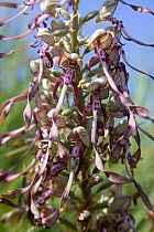 Lizard orchid (Himantoglossum hircinum), Jersey, British Channel Islands, June.