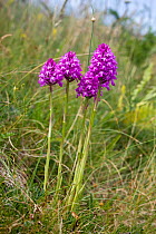 Pyramidal orchids (Anacamptis pyramidalis), Jersey, British Channel Islands, June.