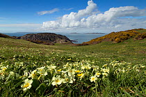 Primroses (Primula vulgaris) on cliff top, Sark, British Channel Islands, April.