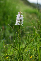 Heath spotted-orchid (Dactylorhiza maculata), Sark, British Channel Islands, May.