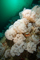 Cauliflower soft coral (Drifa glomerata) Trondheimsfjord, Norway, July.