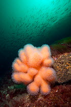 Deadman's finger soft coral (Alcyonium digitatum) Trondheimsfjord, Norway, July.