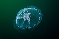 Moon jellyfish (Aurelia aurita), Trondheimsfjord, Norway, July.