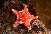 Starfish (Hippasteria phrygiana), Trondheimsfjord, Norway, July.