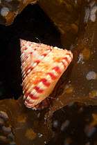 Painted top shell (Calliostoma zizyphinum) Trondheimsfjord, Norway, July.