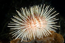 White sea urchin (Echinus acutus), Trondheimsfjord, Norway, July.