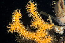 Gorgonian coral (Paramuricea placomus) Trondheimsfjord, Norway, July.