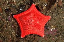 Cushion Star (Ceramaster granularis), Trondheimsfjord, Norway, July.