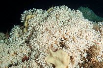 Deep water coral reef (Lophelia pertusa) Trondheimsfjord, Norway, July.