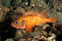 Rockfish (Sebastes norvegicus) Trondheimsfjord, Norway, July.
