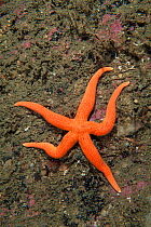 Rosy Starfish (Stichastrella rosea), Trondheimsfjord, Norway, July.