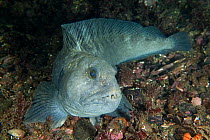 Wolf eel (Anarrhichthys ocellatus), Trondheimsfjord, Norway, July.