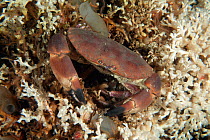 Edible crab (Cancer pagurus) on deep water coral reef (Lophelia pertusa) Trondheimsfjord, Norway, July.