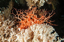 Basket star (Gogonocepahlus caputmedusae) on deep water coral reef (Lophelia pertusa) Trondheimsfjord, Norway, July.