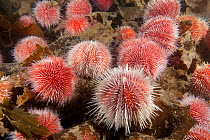 Edible sea urchin (Echinus esculentus), Trondheimsfjord, Norway, July.