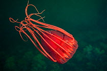 Deep sea jellyfish (Periphylla periphylla), Trondheimsfjord, Norway, July.