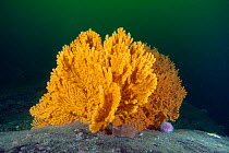 Gorgonian coral (Paramuricea placomus) Trondheimsfjord, Norway, July.