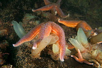 Common starfish (Asterias rubens) and sea squirts (Ciona intestinalis), Trondheimsfjord, Norway, July.