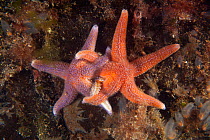 Common starfish (Asterias rubens) mating behaviour, Trondheimsfjord, Norway, July.