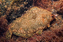 Flounder (Platichthys flesus), Trondheimsfjord, Norway, July.